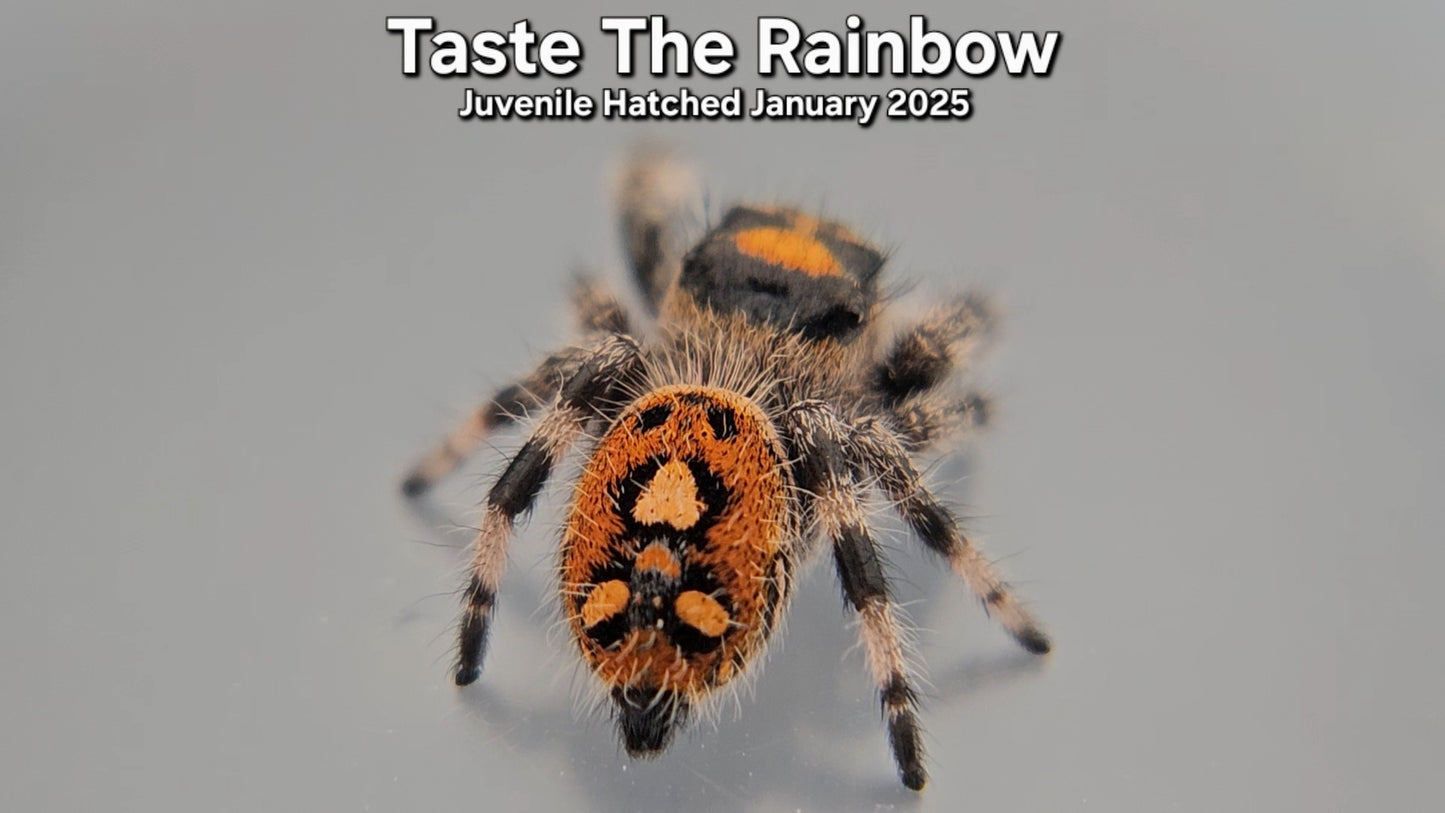 "Taste The Rainbow" Female Regal (Phidippus regius) - Juvenile Hatched January 2026