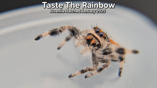 "Taste The Rainbow" Female Regal (Phidippus regius) - Juvenile Hatched January 2026