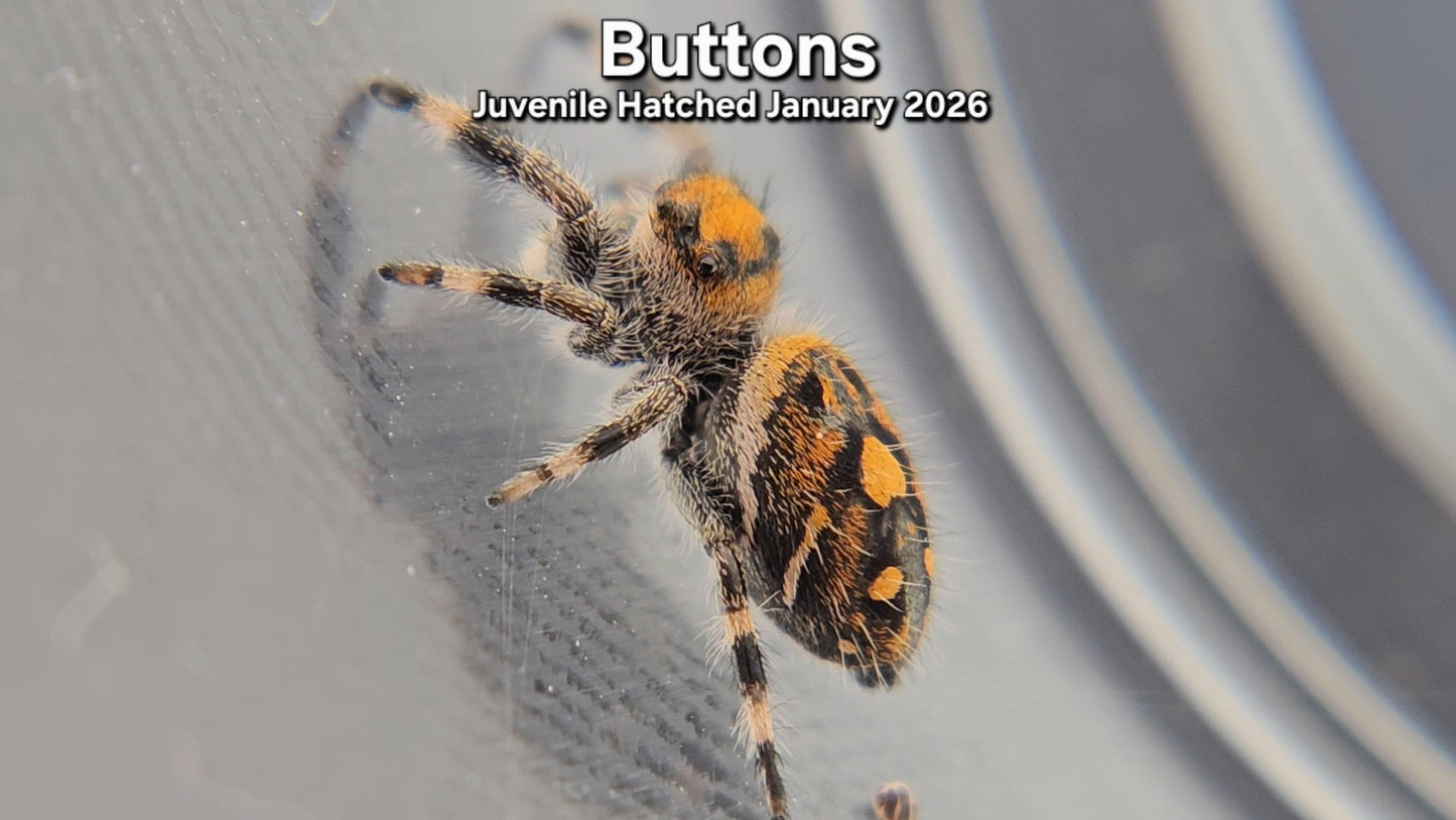 "Buttons" Female Regal (Phidippus regius) - Juvenile Hatched January 2026