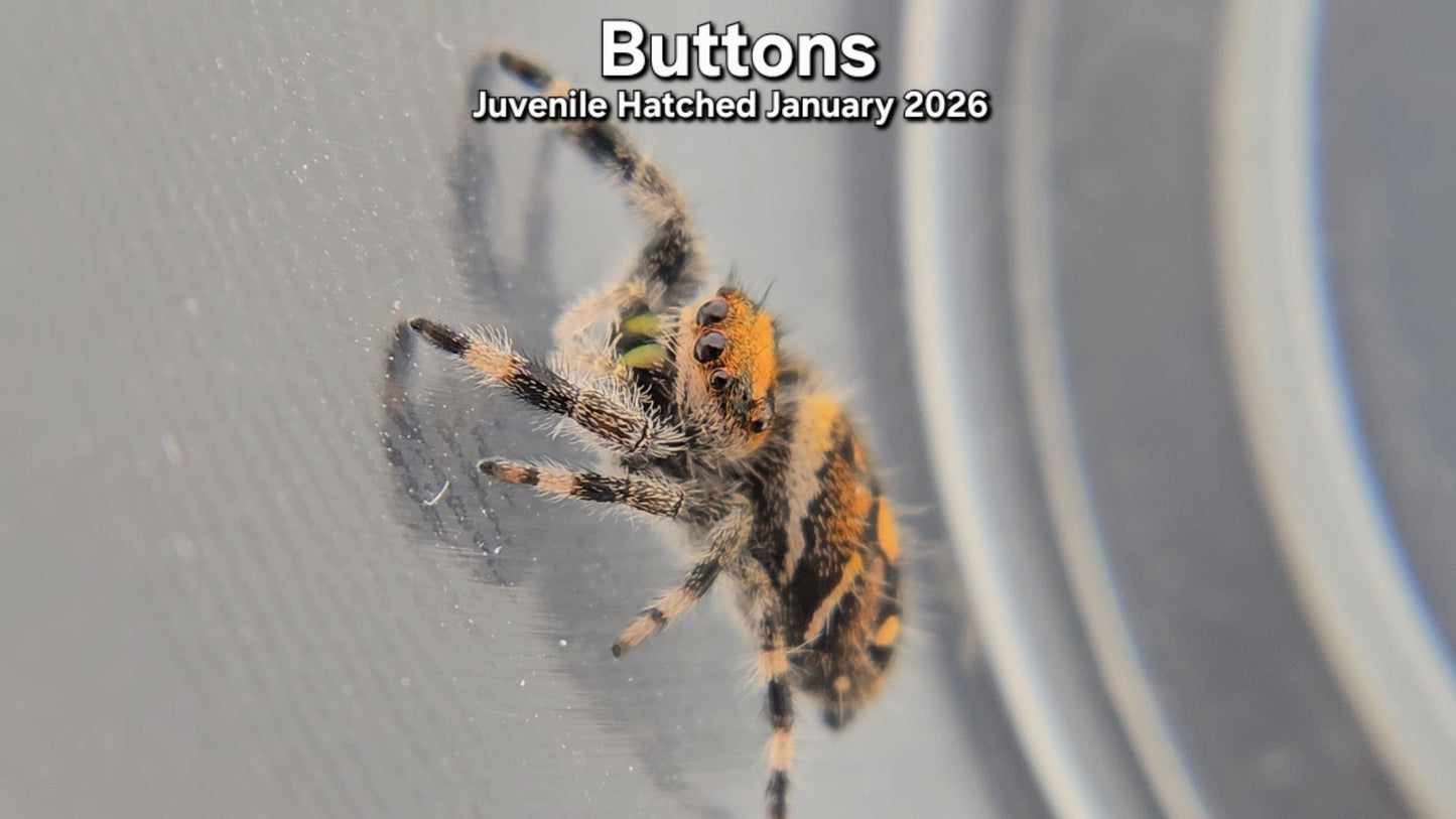 "Buttons" Female Regal (Phidippus regius) - Juvenile Hatched January 2026