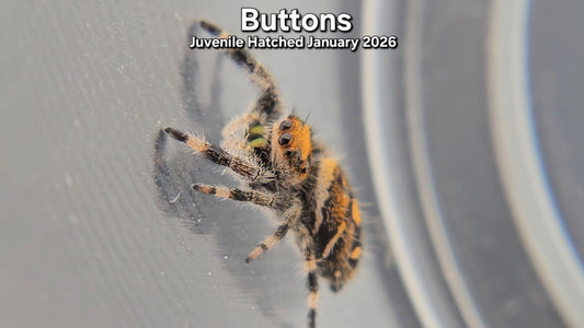 "Buttons" Female Regal (Phidippus regius) - Juvenile Hatched January 2026