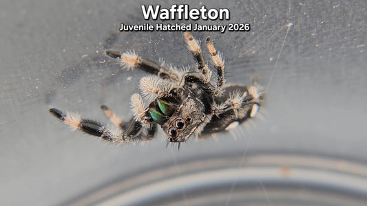 "Waffleton" Male Regal (Phidippus regius) - Juvenile Hatched January 2026