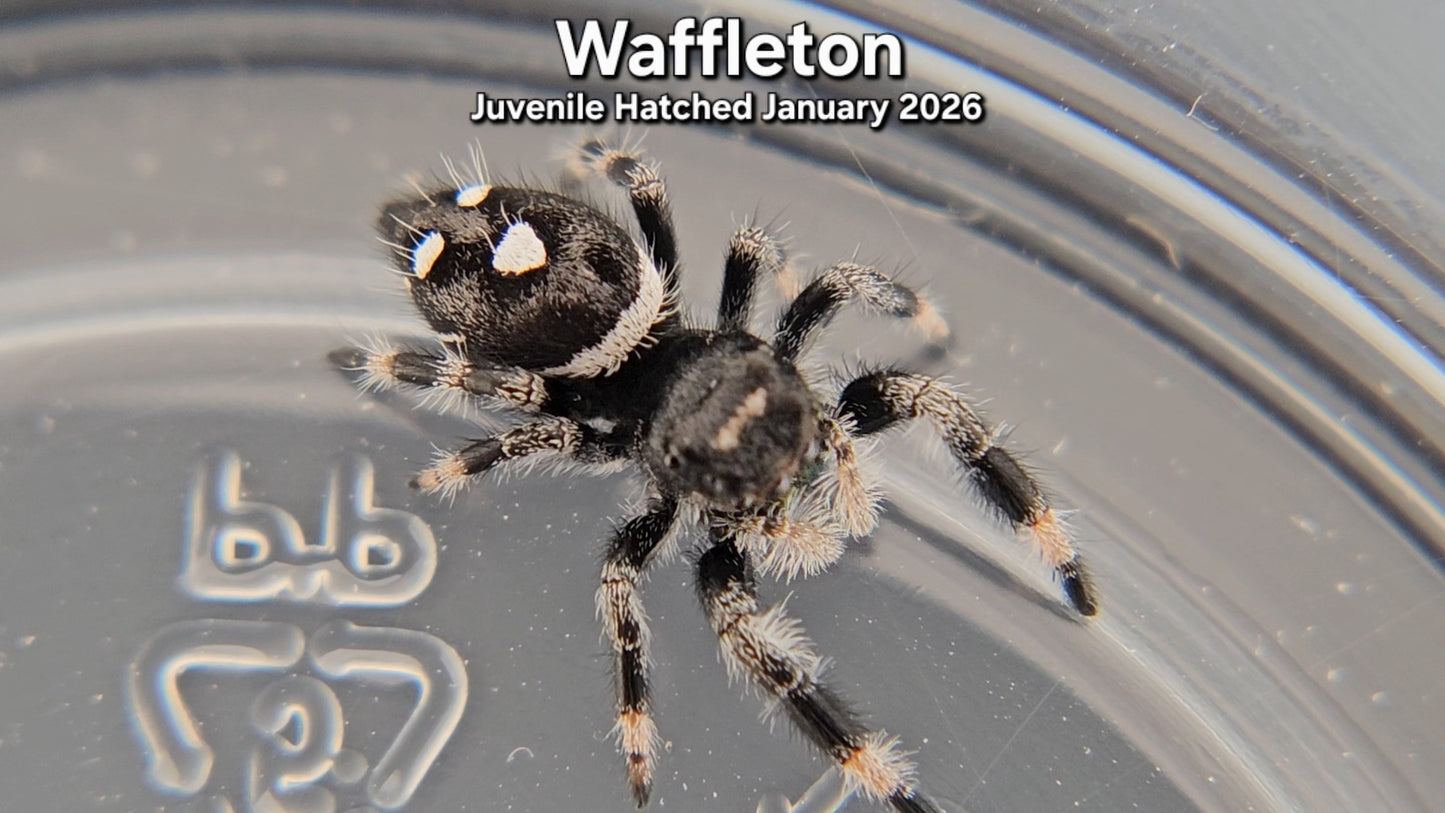 "Waffleton" Male Regal (Phidippus regius) - Juvenile Hatched January 2026