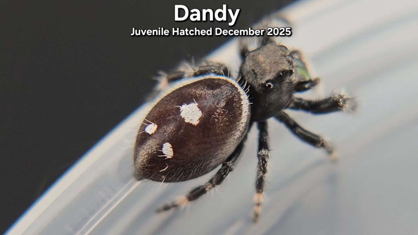 "Dandy" Male Regal (Phidippus regius) - Juvenile Hatched December 2025