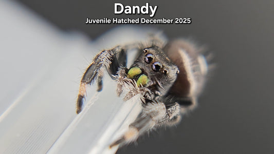 "Dandy" Male Regal (Phidippus regius) - Juvenile Hatched December 2025