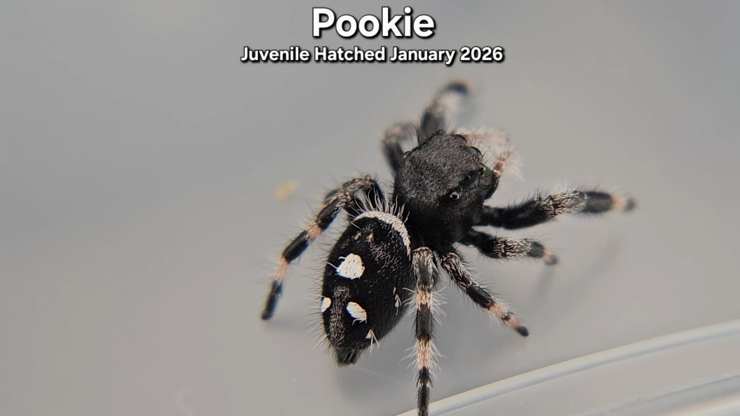 "Pookie" Male Regal (Phidippus regius) - Juvenile Hatched January 2026