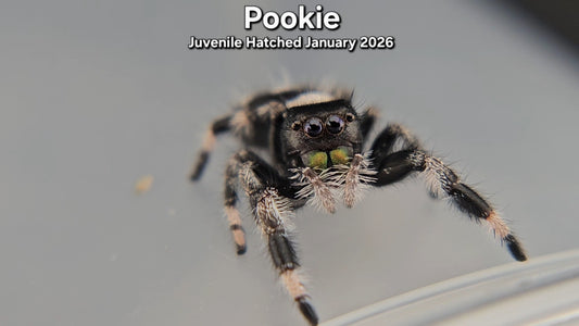 "Pookie" Male Regal (Phidippus regius) - Juvenile Hatched January 2026