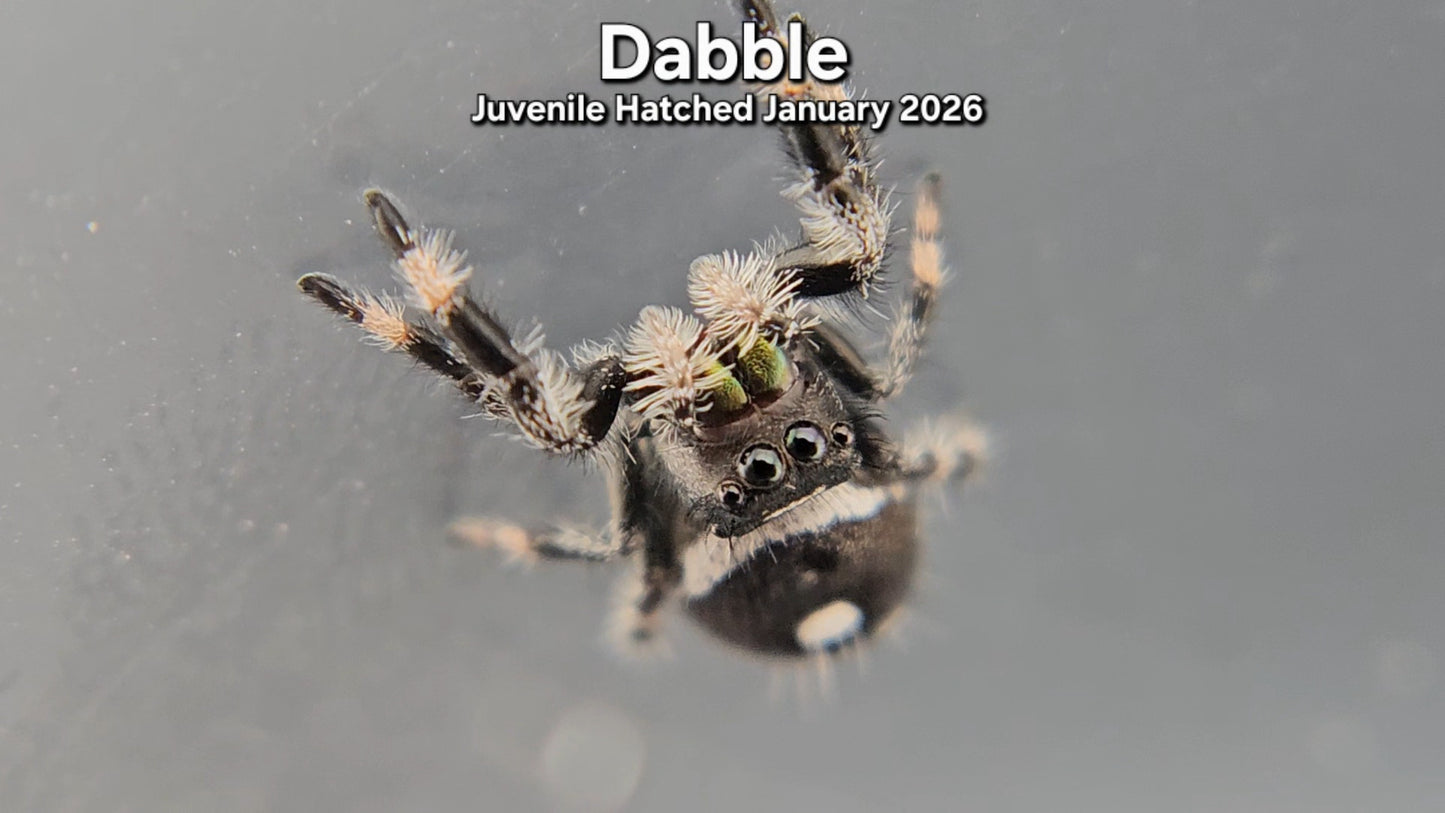 "Dabble" Male Regal (Phidippus regius) - Juvenile Hatched January 2026