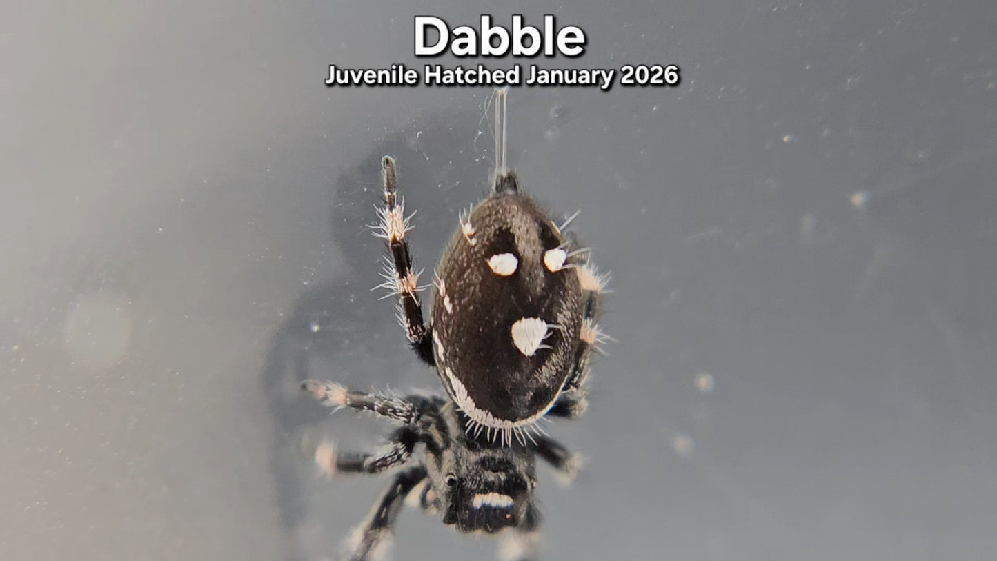 "Dabble" Male Regal (Phidippus regius) - Juvenile Hatched January 2026