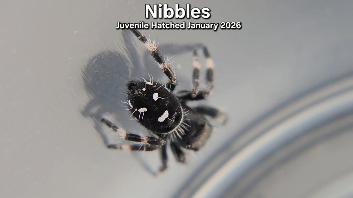 "Nibbles" Male Regal (Phidippus regius) - Juvenile Hatched January 2026