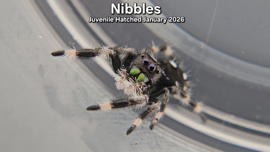 "Nibbles" Male Regal (Phidippus regius) - Juvenile Hatched January 2026