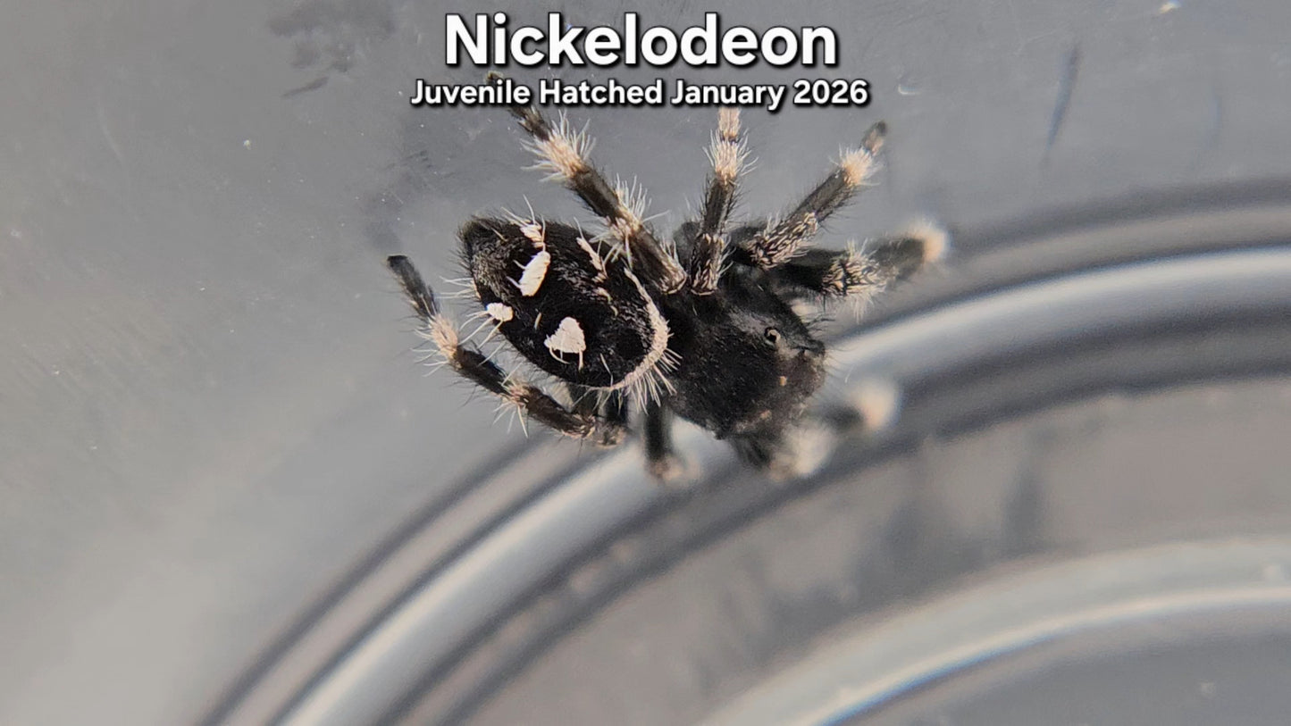 "Nickelodeon" Male Regal (Phidippus regius) - Juvenile Hatched January 2026