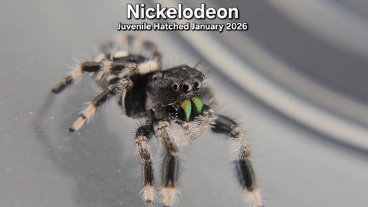 "Nickelodeon" Male Regal (Phidippus regius) - Juvenile Hatched January 2026