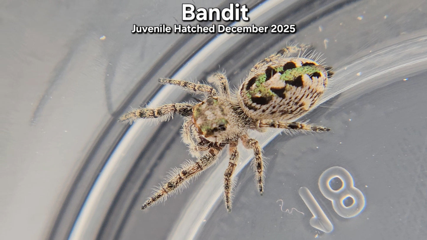 "Bandit" Canopy Jumping Spider (Phidippus otiosus) - Juvenile Hatched December 2025