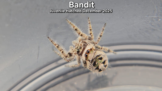 "Bandit" Canopy Jumping Spider (Phidippus otiosus) - Juvenile Hatched December 2025