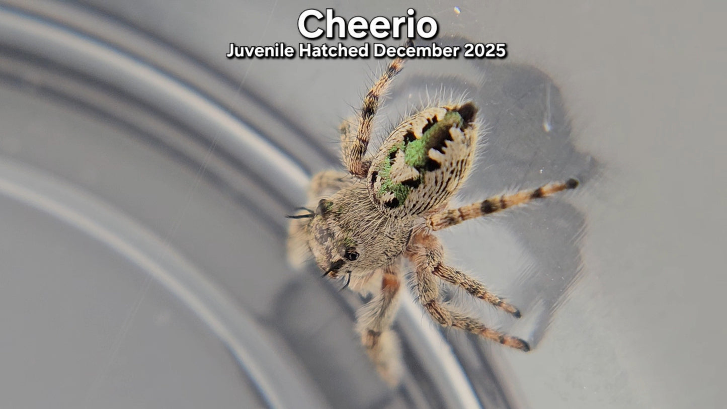 "Cheerio" Canopy Jumping Spider (Phidippus otiosus) - Juvenile Hatched December 2025