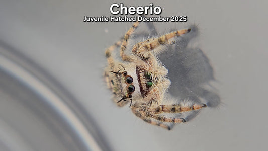 "Cheerio" Canopy Jumping Spider (Phidippus otiosus) - Juvenile Hatched December 2025