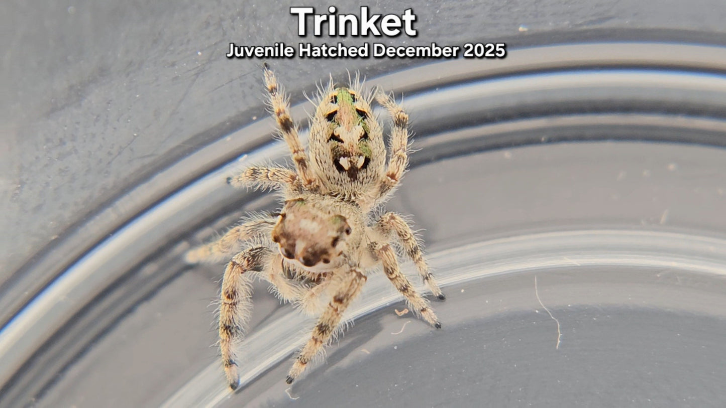 "Trinket" Canopy Jumping Spider (Phidippus otiosus) - Juvenile Hatched December 2025