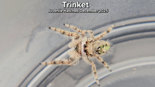 "Trinket" Canopy Jumping Spider (Phidippus otiosus) - Juvenile Hatched December 2025