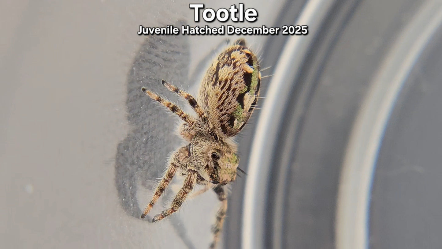 "Tootle" Canopy Jumping Spider (Phidippus otiosus) - Juvenile Hatched December 2025