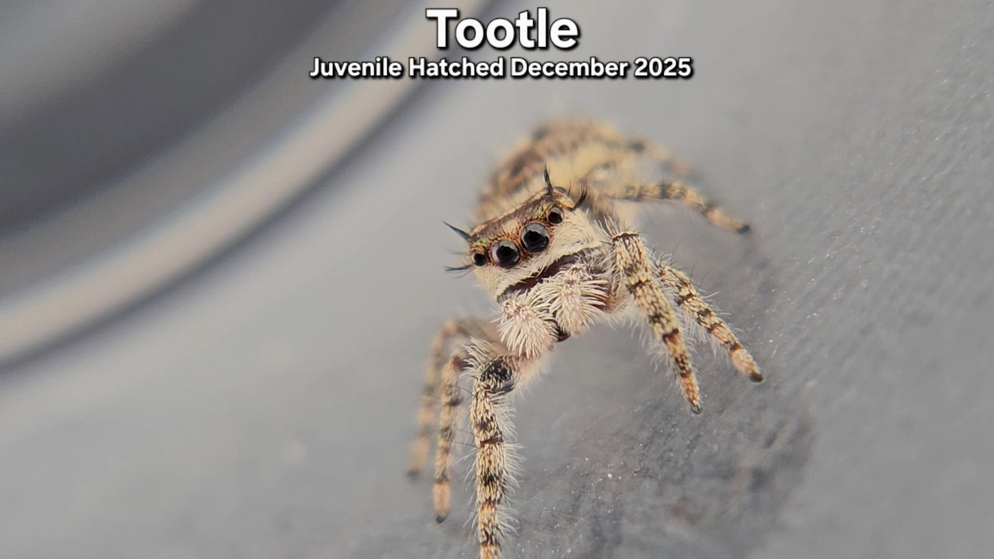 "Tootle" Canopy Jumping Spider (Phidippus otiosus) - Juvenile Hatched December 2025
