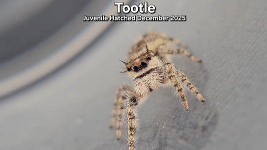 "Tootle" Canopy Jumping Spider (Phidippus otiosus) - Juvenile Hatched December 2025