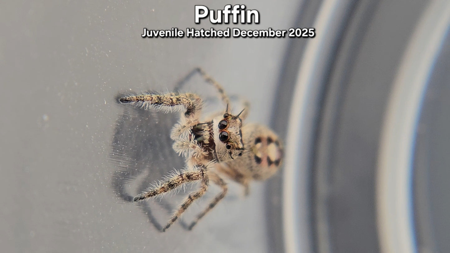"Puffin" Canopy Jumping Spider (Phidippus otiosus) - Juvenile Hatched December 2025