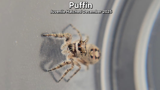 "Puffin" Canopy Jumping Spider (Phidippus otiosus) - Juvenile Hatched December 2025