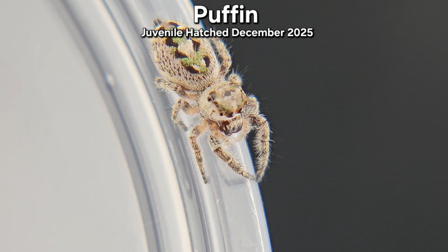 "Puffin" Canopy Jumping Spider (Phidippus otiosus) - Juvenile Hatched December 2025
