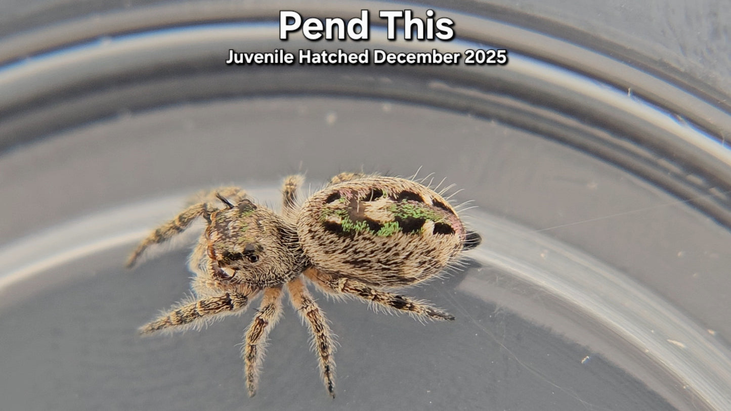 "Pend This" Canopy Jumping Spider (Phidippus otiosus) - Juvenile Hatched December 2025
