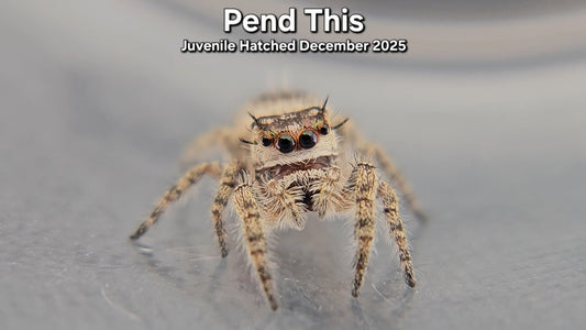 "Pend This" Canopy Jumping Spider (Phidippus otiosus) - Juvenile Hatched December 2025