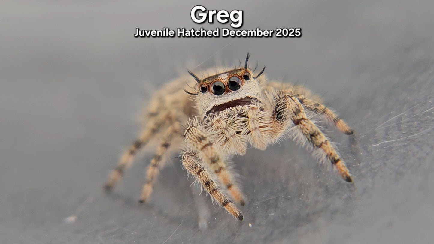 "Greg" Canopy Jumping Spider (Phidippus otiosus) - Juvenile Hatched December 2025