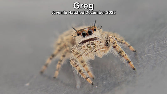 "Greg" Canopy Jumping Spider (Phidippus otiosus) - Juvenile Hatched December 2025