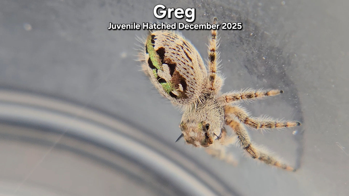 "Greg" Canopy Jumping Spider (Phidippus otiosus) - Juvenile Hatched December 2025