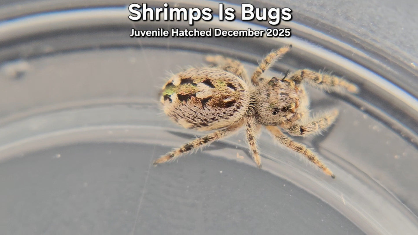 "Shrimps Is Bugs" Canopy Jumping Spider (Phidippus otiosus) - Juvenile Hatched December 2025
