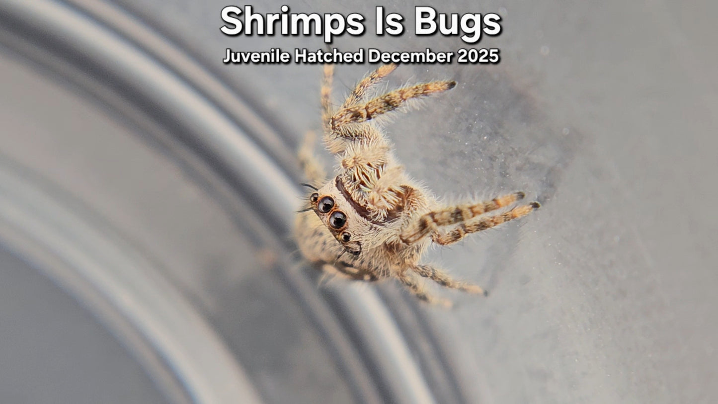 "Shrimps Is Bugs" Canopy Jumping Spider (Phidippus otiosus) - Juvenile Hatched December 2025
