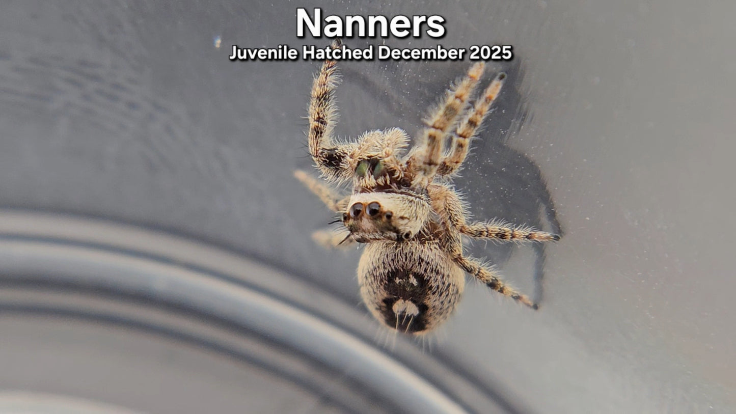 "Nanners" Canopy Jumping Spider (Phidippus otiosus) - Juvenile Hatched December 2025