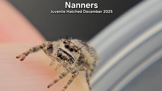 "Nanners" Canopy Jumping Spider (Phidippus otiosus) - Juvenile Hatched December 2025