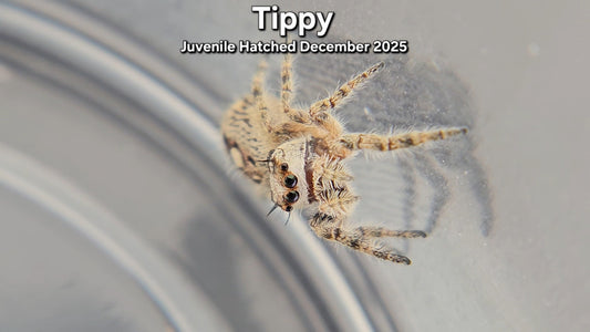 "Tippy" Canopy Jumping Spider (Phidippus otiosus) - Juvenile Hatched December 2025