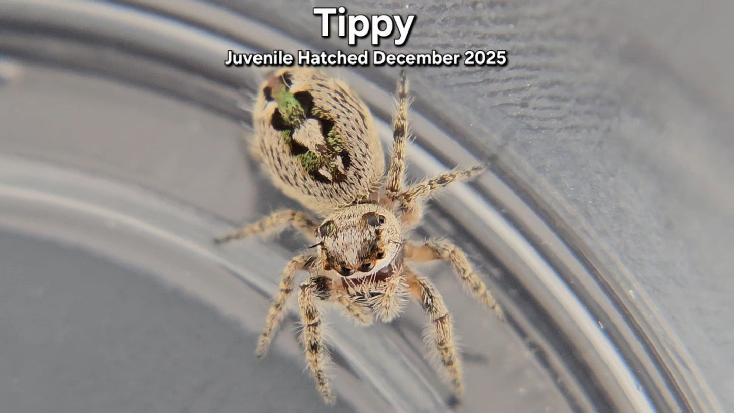 "Tippy" Canopy Jumping Spider (Phidippus otiosus) - Juvenile Hatched December 2025