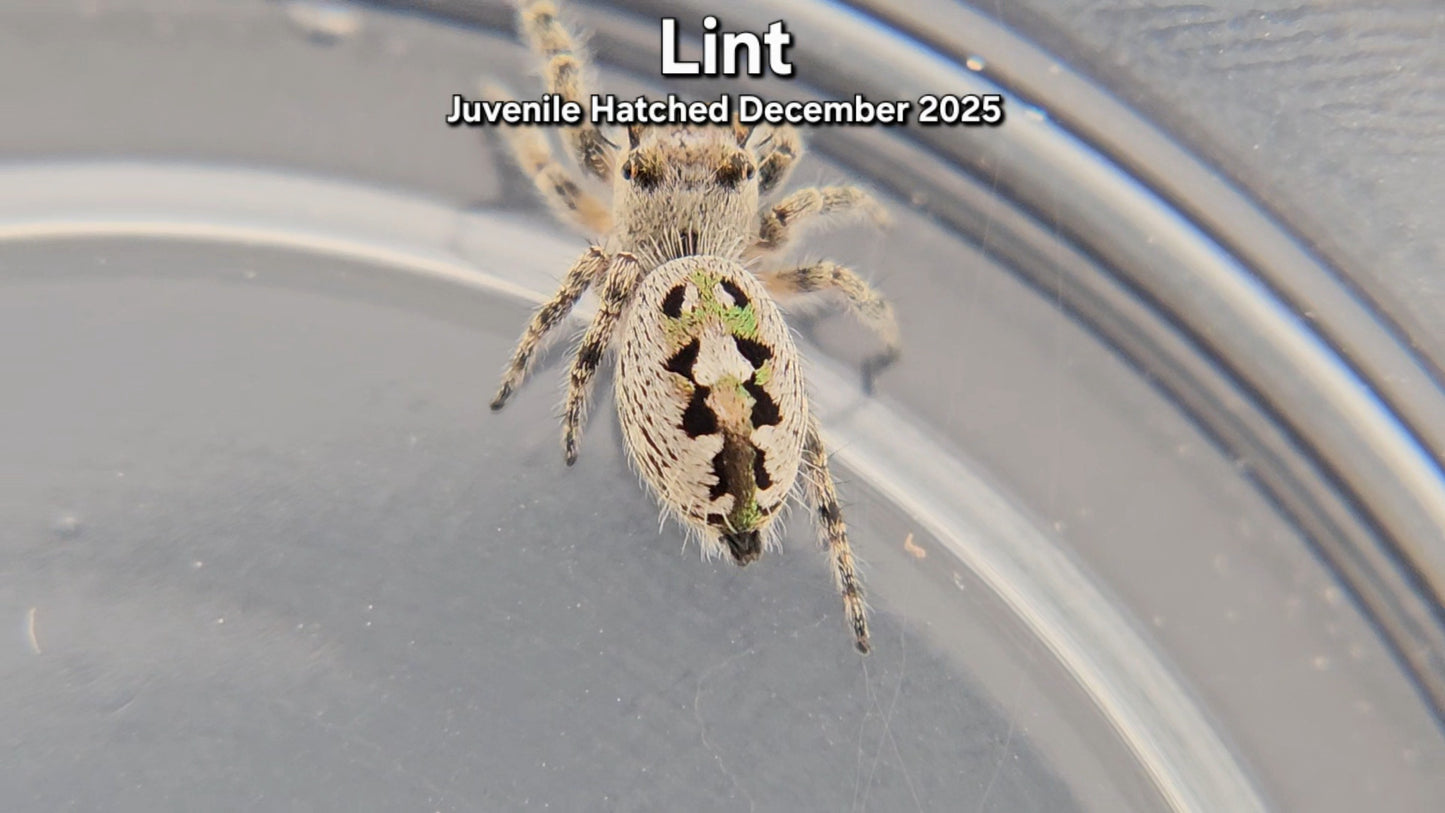 "Lint" Canopy Jumping Spider (Phidippus otiosus) - Juvenile Hatched December 2025