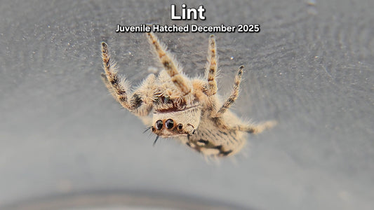 "Lint" Canopy Jumping Spider (Phidippus otiosus) - Juvenile Hatched December 2025