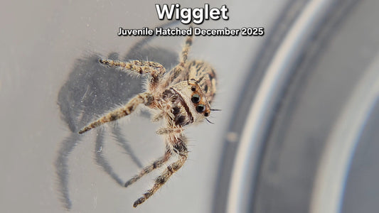 "Wigglet" Canopy Jumping Spider (Phidippus otiosus) - Juvenile Hatched December 2025