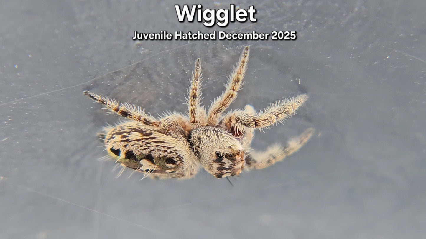 "Wigglet" Canopy Jumping Spider (Phidippus otiosus) - Juvenile Hatched December 2025
