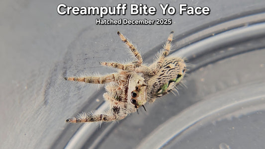 "Creampuff Bite Yo Face" Canopy Jumping Spider (Phidippus otiosus) - Juvenile Hatched December 2025