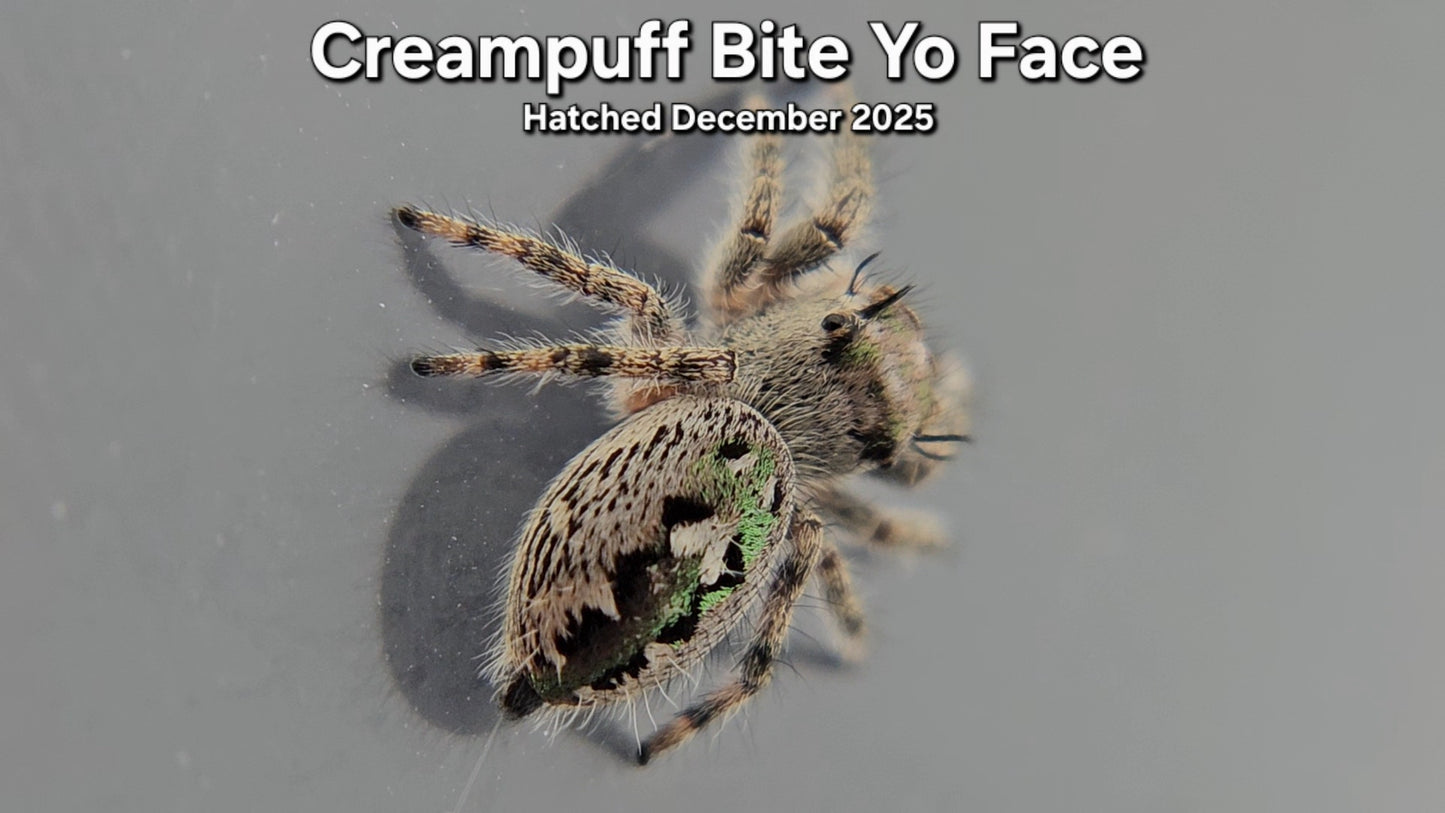 "Creampuff Bite Yo Face" Canopy Jumping Spider (Phidippus otiosus) - Juvenile Hatched December 2025