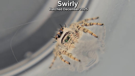 "Swirly" Canopy Jumping Spider (Phidippus otiosus) - Juvenile Hatched December 2025