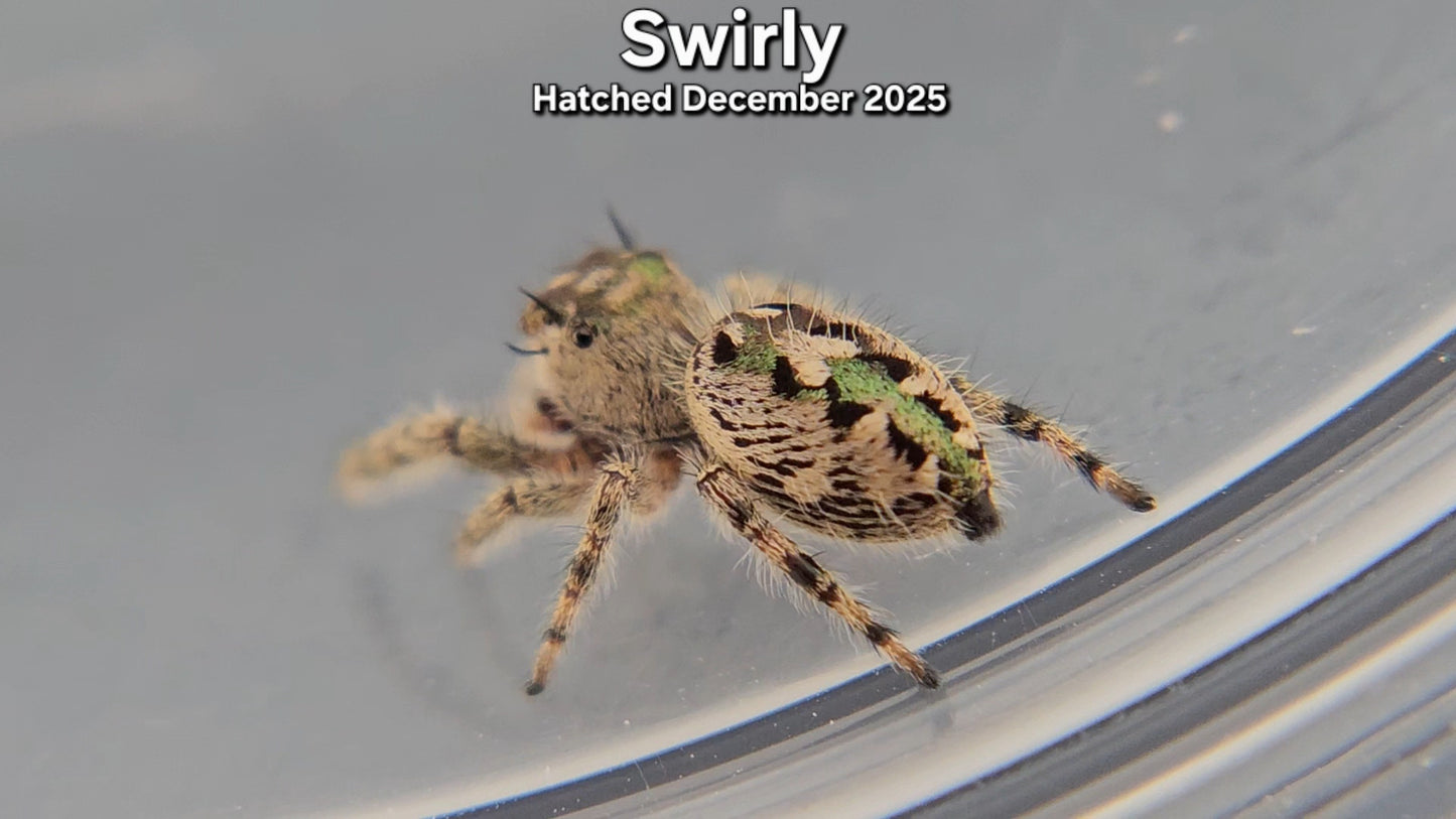"Swirly" Canopy Jumping Spider (Phidippus otiosus) - Juvenile Hatched December 2025