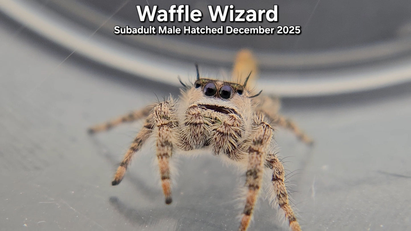 "Waffle Wizard" Male Canopy Jumping Spider (Phidippus otiosus) - Subadult Hatched December 2025