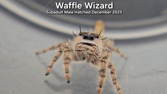 "Waffle Wizard" Male Canopy Jumping Spider (Phidippus otiosus) - Subadult Hatched December 2025